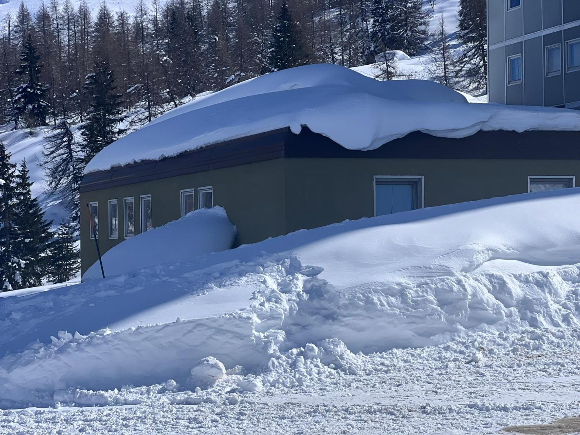 Anemone Bianco * Passo del Tonale